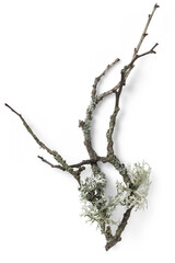 natural winter twig with lichens, isolated seasonal design element, flat lay / top view with subtle...