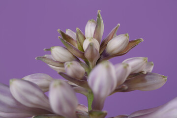 Obraz na płótnie Canvas Hosta inflorescence of gently lilac color isolated on violet background.