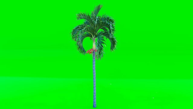 Palm tree beach on green screen Chromakey. Alfa, studio. Island beaches palm isolated with luma mask. Vfx element. 3D Animation. 4K Video.