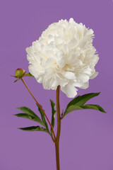 White peony flower isolated on purple background.