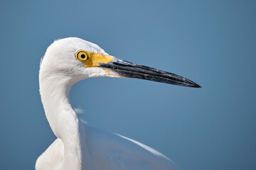 White heron wild sea bird, also known as great egret on seaside in summer