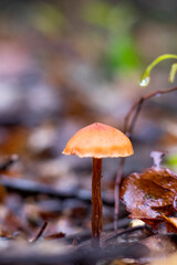 mushroom in the forest