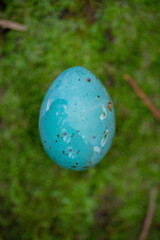 A blue polka dot thrush egg lies on moss in forest.