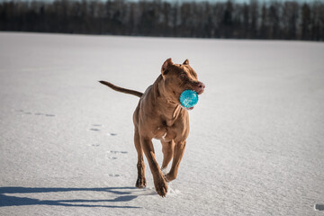 A beautiful thoroughbred young pit bull terrier is playing cheerfully on a snowy field.