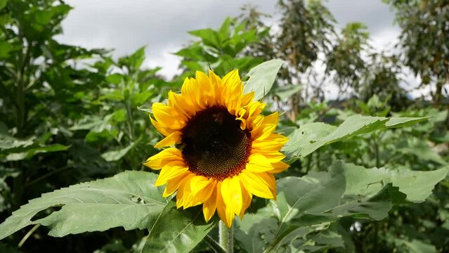 A Beautiful Sunflower with a Bee Pollinating on it, on a Cloudy Day in Jerico, Antioquia, Colombia