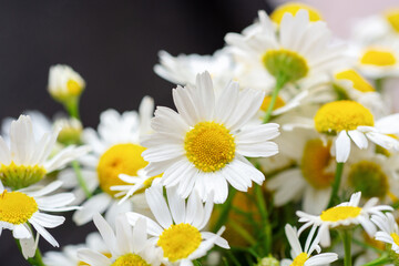 fresh Chamomile,  daisy flowers background