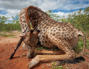 Legal hunting trophy of an old male African giraffe after successful hunt in South Africa.