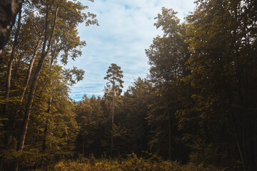 Forest on an autumn day. Natural background. Pines and foliage trees. Concept of POV hiking and walking in foggy mountain woods.
