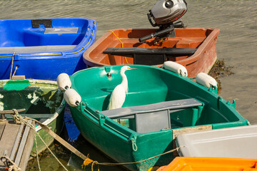 an egret looking for food in a boat