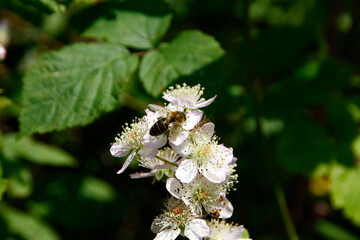 Honigbiene auf Bluete der Brombeere (Rubus Fructicosus L.) Thueringen, Deutschland, Europa ...