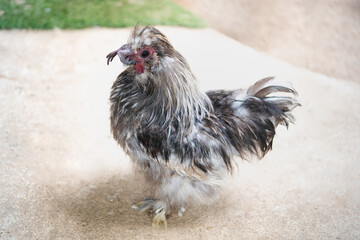Chicken walking outdoors on the courtyard in farm village searching for food