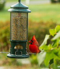 A bright red male northern cardinal perched at a bird feeder.
