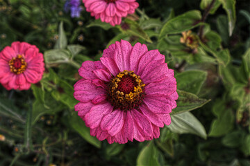 Blüten, Blumen, Blüte
