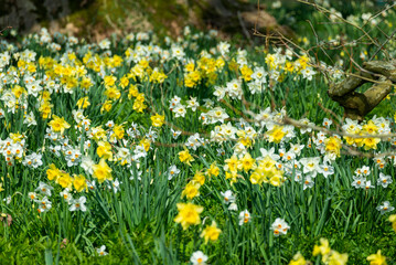 Daffodils in the Meadow