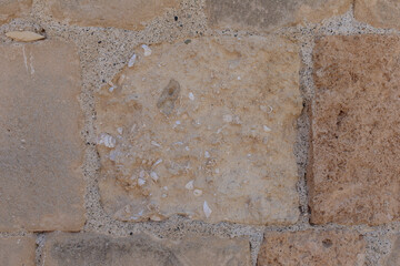 Ancient shells in a limestone wall