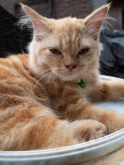 brown house cat with cute face