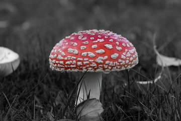 Black and white photo of a Red and white fly-agaric, mushroom or toadstool in grass in autumn with leaves background