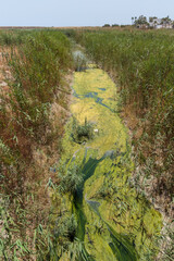 Stream with green water full of algae