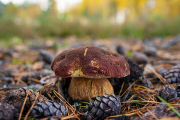 White pine mushroom (cep, king bolete) - lat. Boletus pinophilus - among autumn fallen leaves and old needles, grown in the northern forest