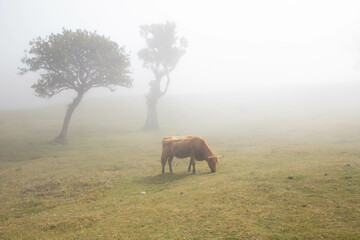 Fanal © Klaudia