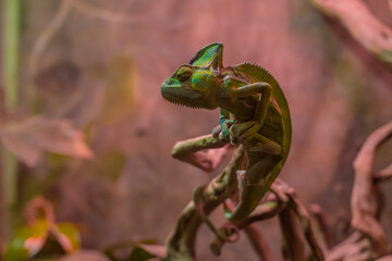 A green chameleon sits on a branch and looks away in a terrarium, on a red background. nature, reptile, animal