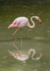 A pink flamingo walks through the swamp, hunting for fish, reflected in the water during the day. Walking bird.
