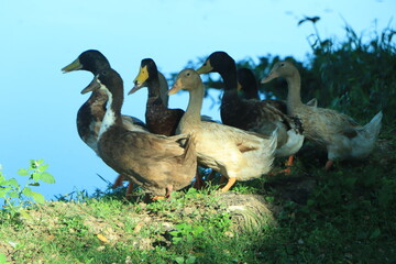 Duck on water scene. Duck water. Duck swim. Ducks swimming water