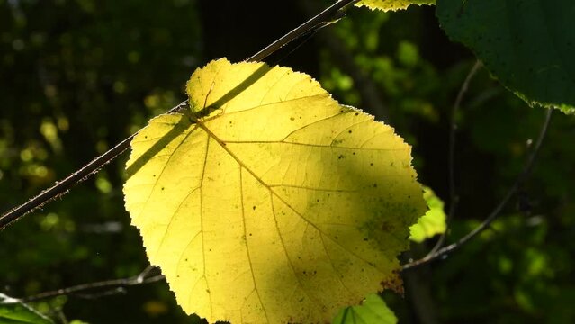 autumnal painted leaf in backlit