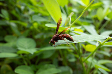 Polistes canadensis is a species of red paper wasp found in the Neotropics.  It is a primitive eusocial wasp as a member of the subfamily Polistinae.  Mostly predatory species