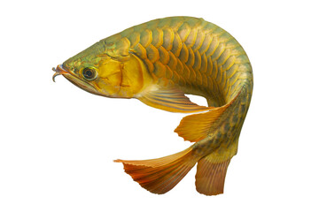 Arowana fish