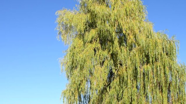 Babylon willow with blue sky in autumn, moving in a soft breeze