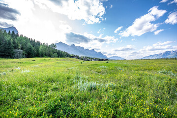 Panorama mountain and green grass field at Trans Canada Trail, Canmore Alberta. High Quality Photo