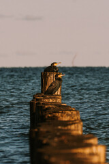 bird on sea