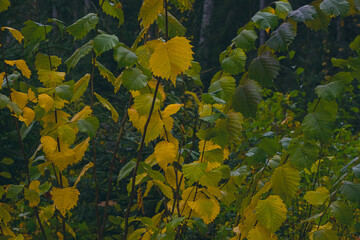 Beautiful bush with small autumn green-yellow leaves