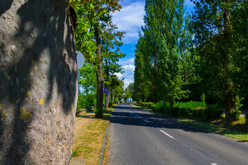 Road and trees in Tihany, along the lake Balaton