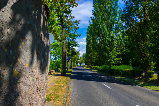 Road And Trees In Tihany, Along The Lake Balaton