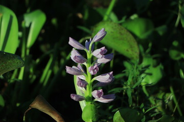 Obraz premium Jumbo Water Hyacinth closeup background