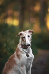 Dog photo portrait Russian borzoi autumn