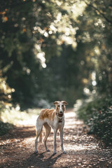 Dog photo portrait Russian borzoi autumn