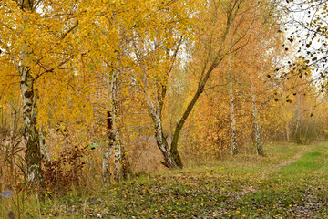 Trees growing along the lake on the shore.