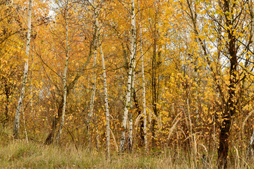 Grove of young trees in autumn with yellow leaves.