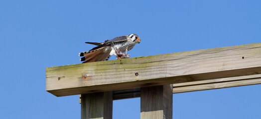 Fototapeta premium American kestrelse feeding on a bird. 