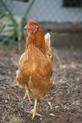 Red hen on the farm. Close up.