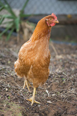 Red hen on the farm. Close up.