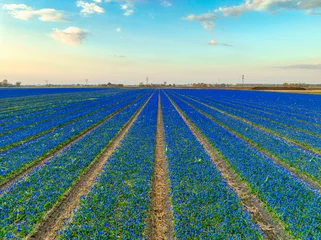 Fotobehang Bulbfield / field of tulips in The Netherlands. © Alex de Haas