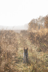 Ginger dog portrait walking in autumn fields fog fall husky
