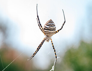 Close up photo of a big spider named Argiope trifasciata hanging on a spiderweb in a meadow