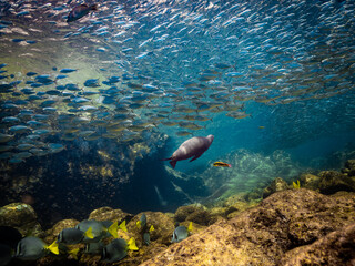 Sea Lion Swimming Beneath the Sardines