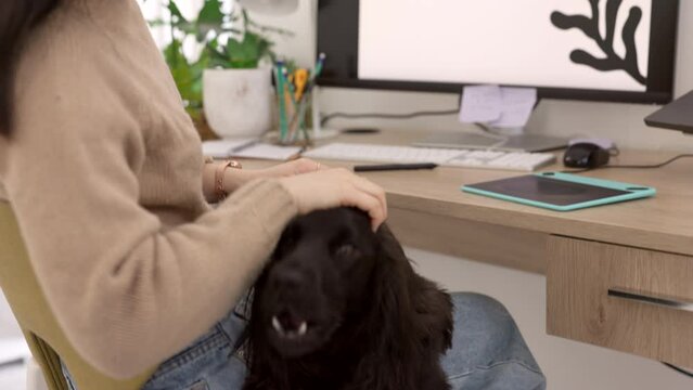 Food, pets and woman giving dog healthy treats, bonding and loves brushing a cute animal in home office. Relaxing, happiness and Asian girl feeding a hungry cocker spaniel puppy dog food or snacks