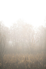 Foggy autumn landscape fall yellow morning field